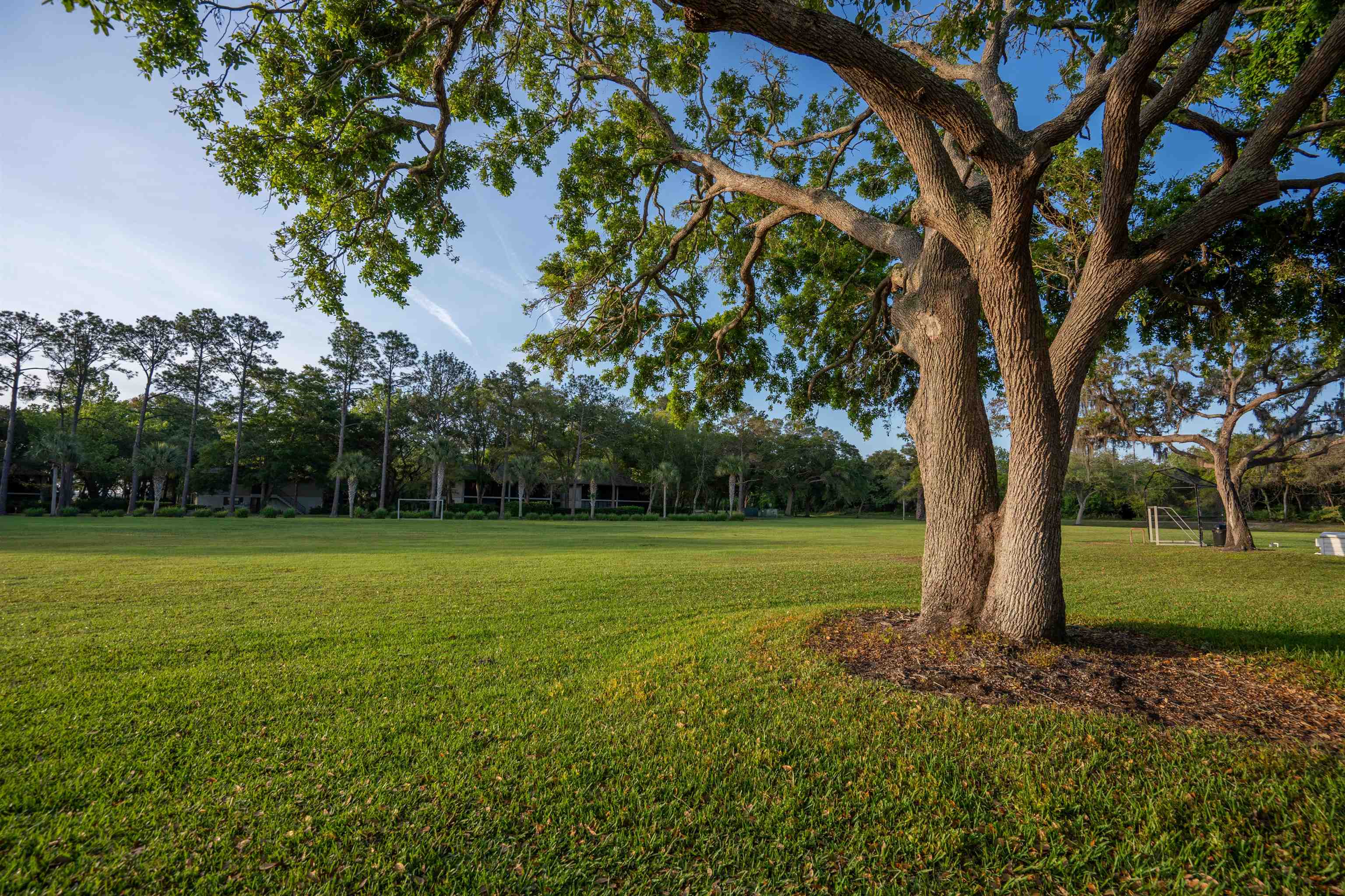 285 Trillo Street St. Augustine, FL 32086 - Photo 44 of 48 View of yard with view of wooded area