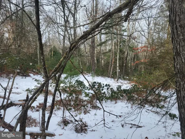a view of a tree with a yard