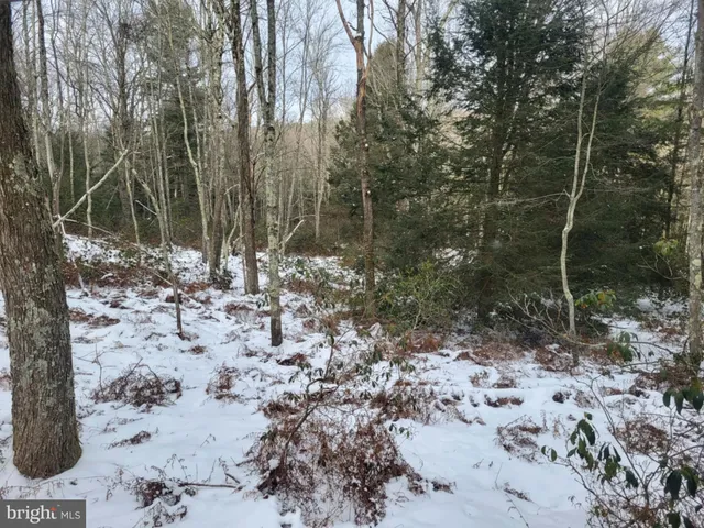 a view of a forest with trees