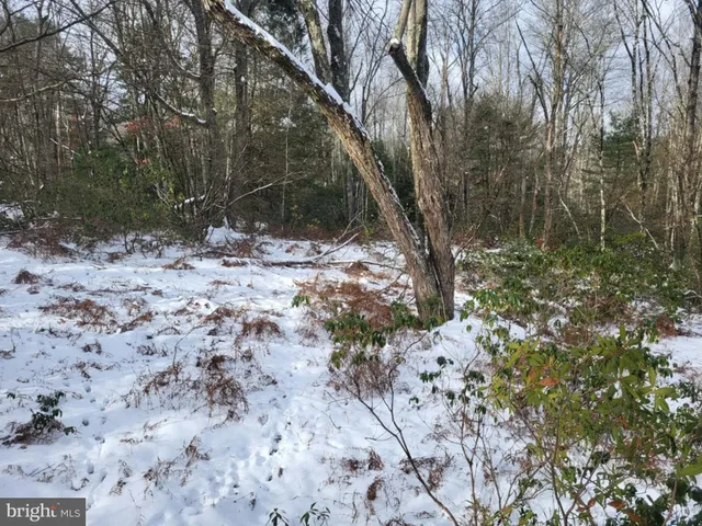 a view of a yard with large trees