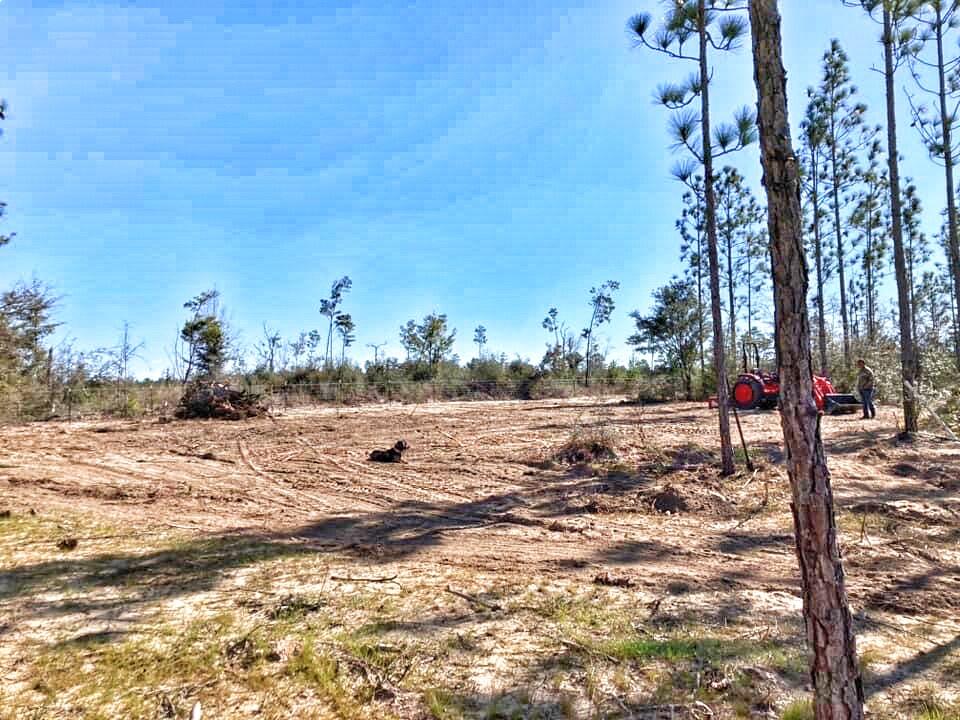 520 Pike Pond Road Chipley, FL 32428 - Photo 8 of 31 a view of a yard with trees
