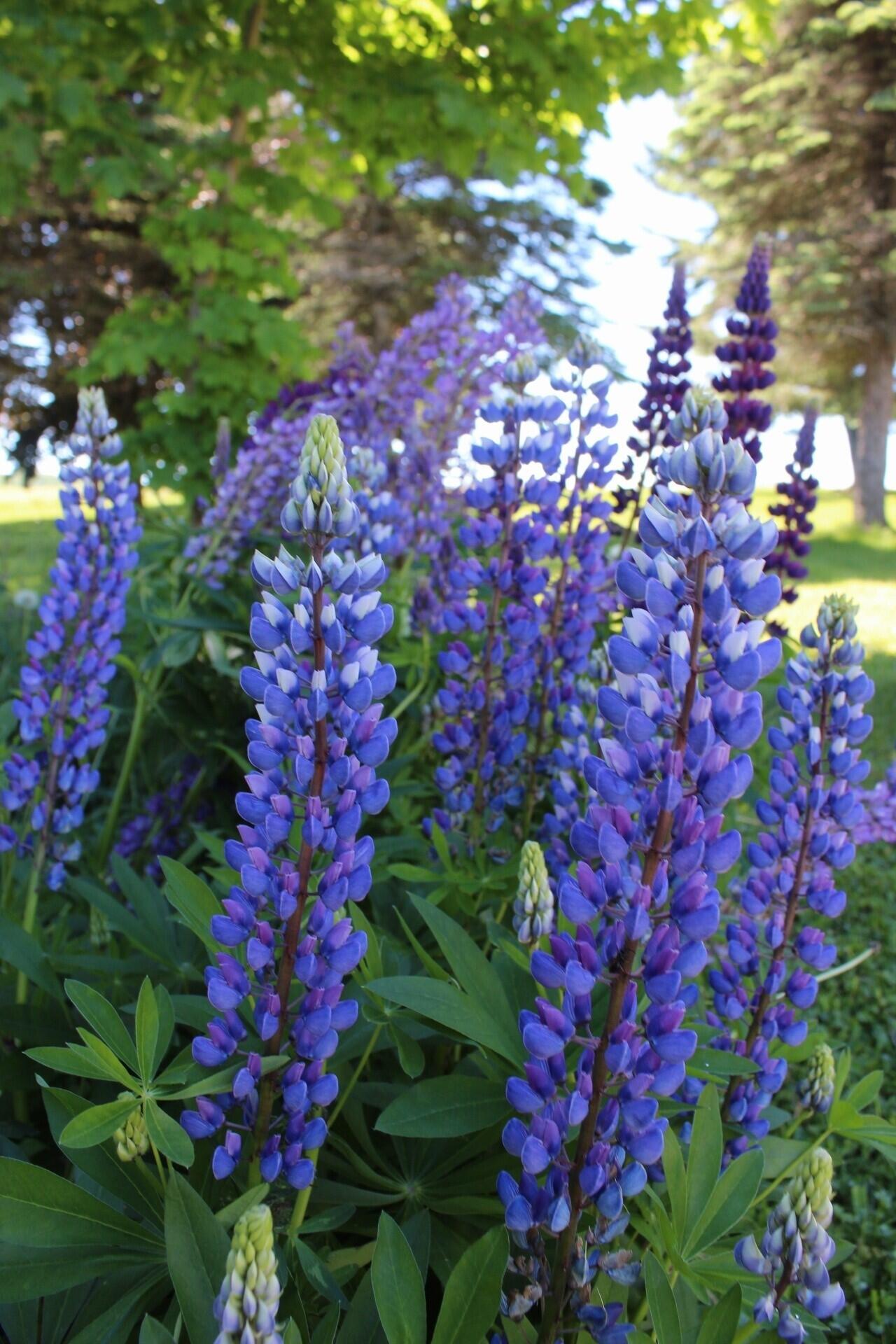 1574 Main Street Mapleton, ME 04757 - Photo 43 of 46 Lupine blooms in the yard