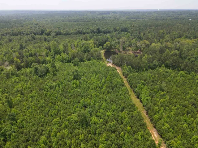 a view of a big yard with plants and large tree