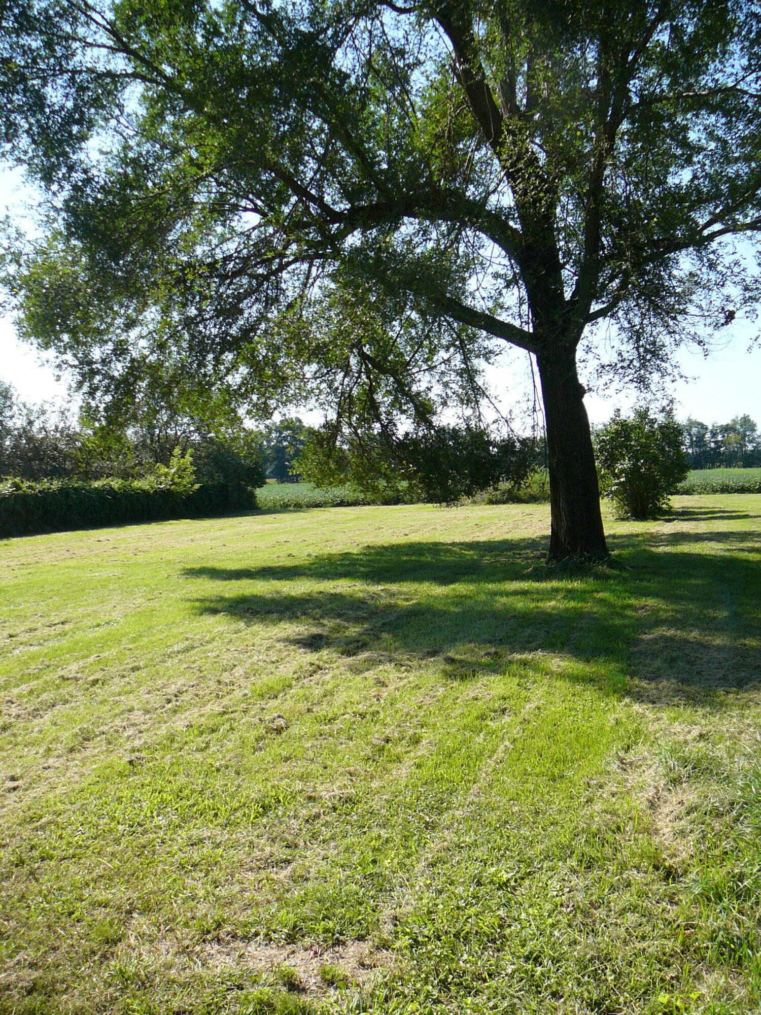297 Bater Road Coldwater, MI 49036 - Photo 3 of 42 Backyard