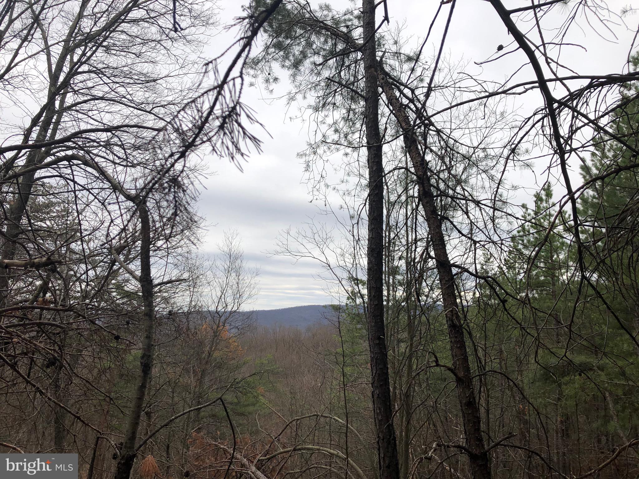 Knob Road Gore, VA 22637 - Photo 3 of 7 Gorgeous pines & Mountain Views