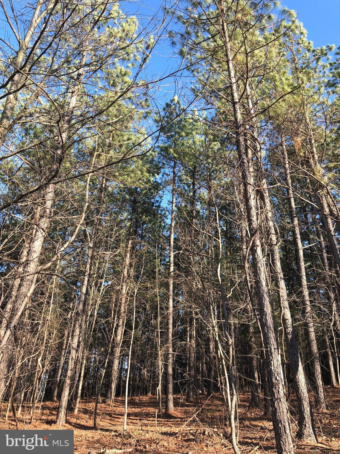 Knob Road Gore, VA 22637 - Photo 5 of 7 Enjoy the peacefulness & hike, garden, hunt here.