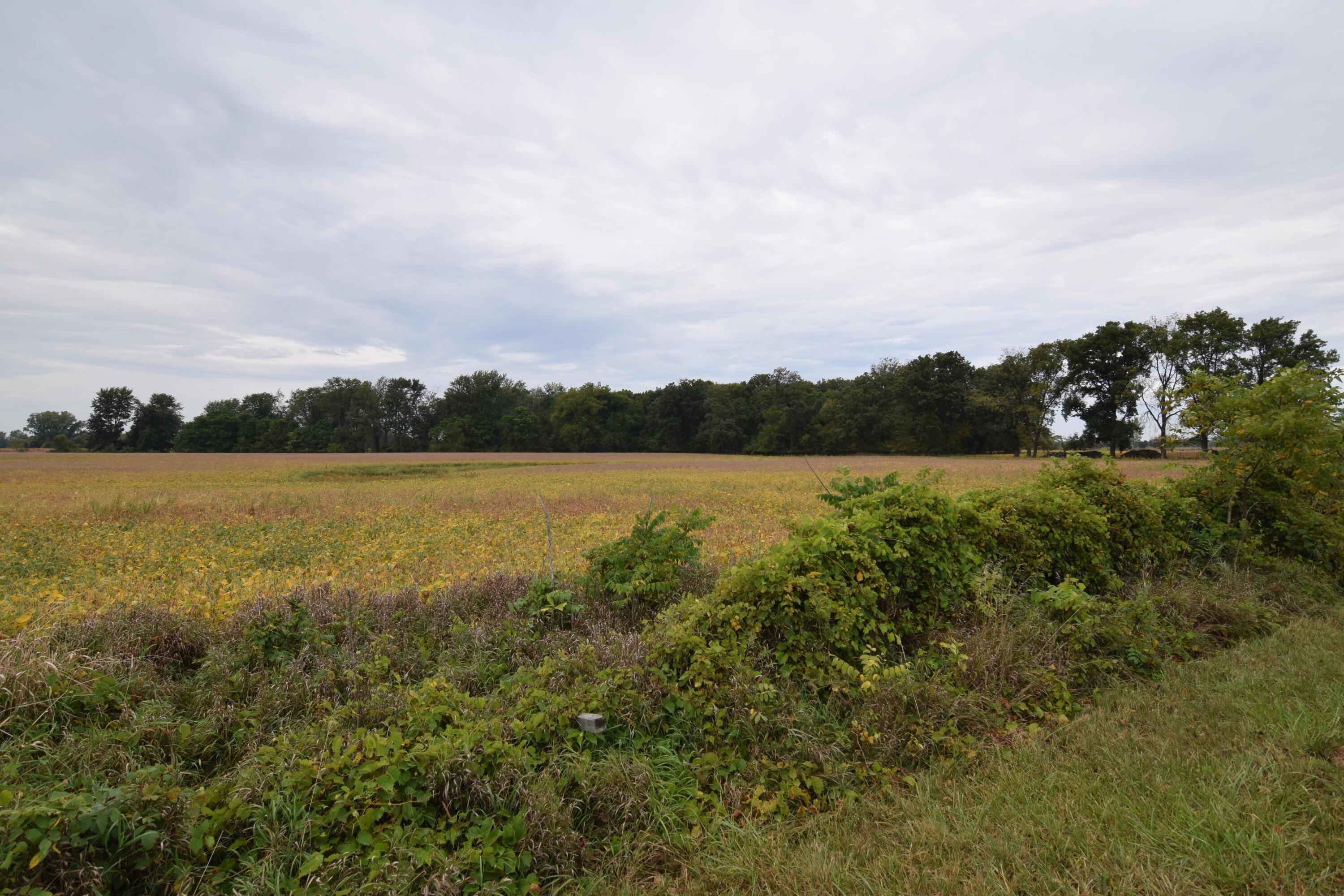 Rierson Road Bronson, MI 49028 - Photo 3 of 8 DSC_0017