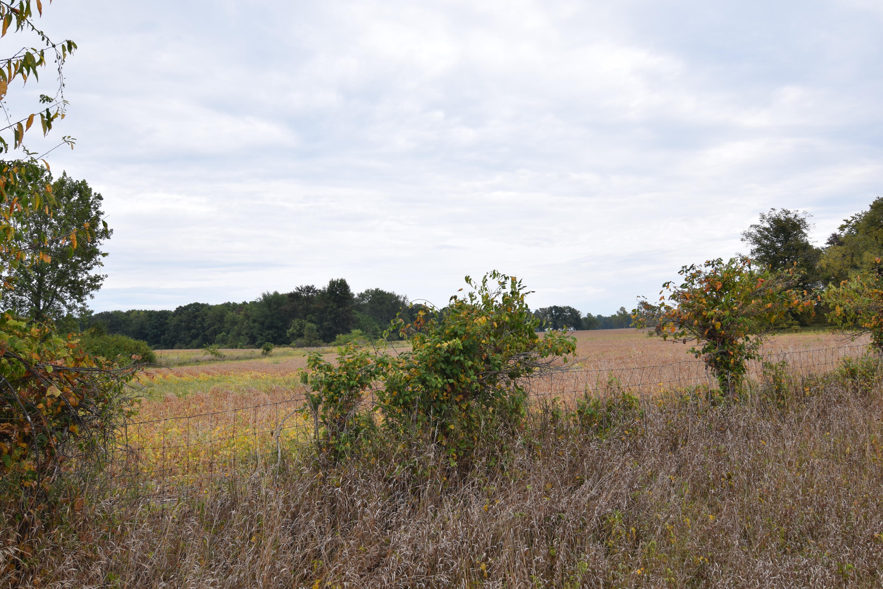 Rierson Road Bronson, MI 49028 - Photo 7 of 8 DSC_0008