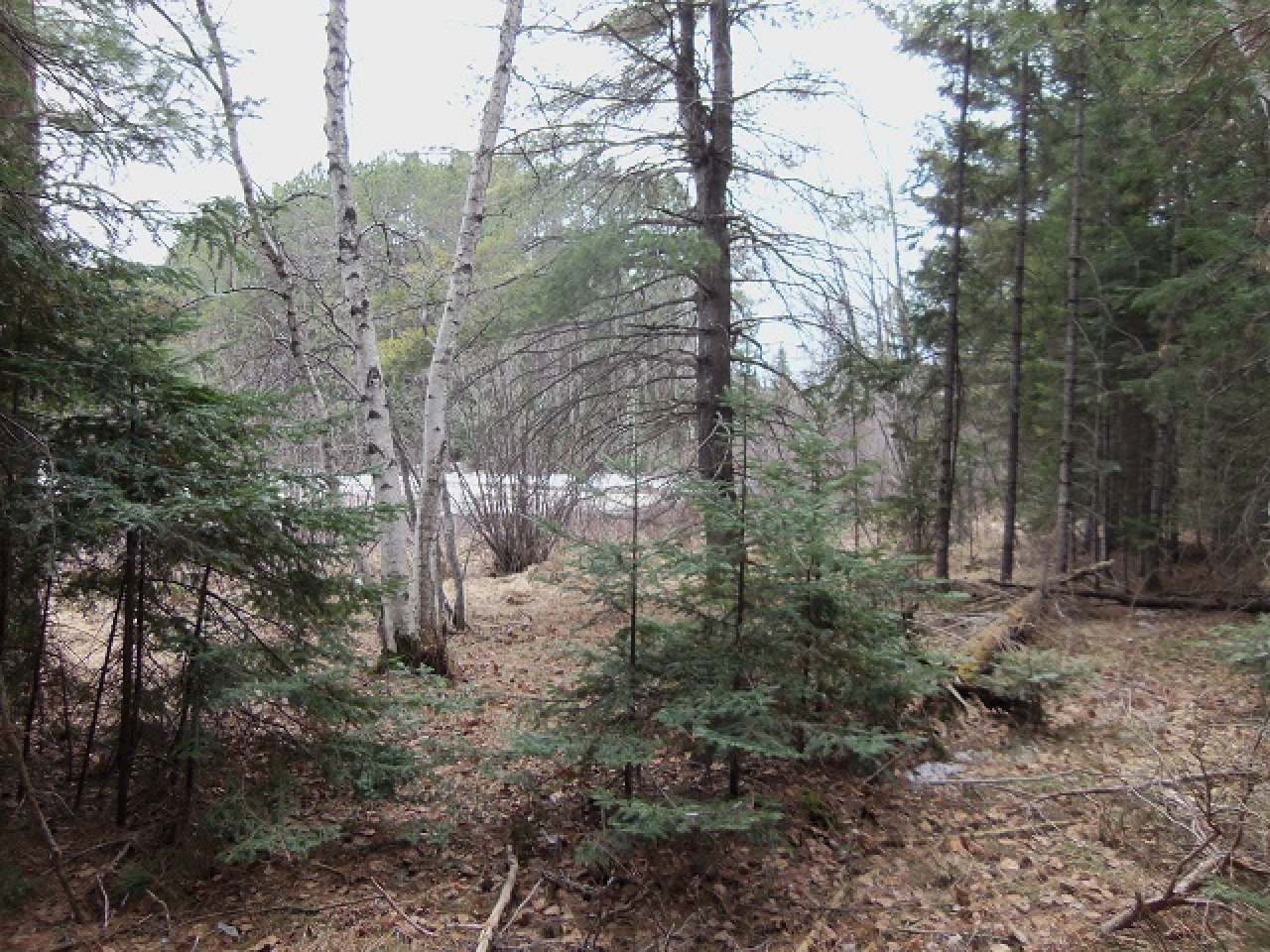 Lot B Jones Road Mercer, WI 54547 - Photo 3 of 13 Gallery Image 3