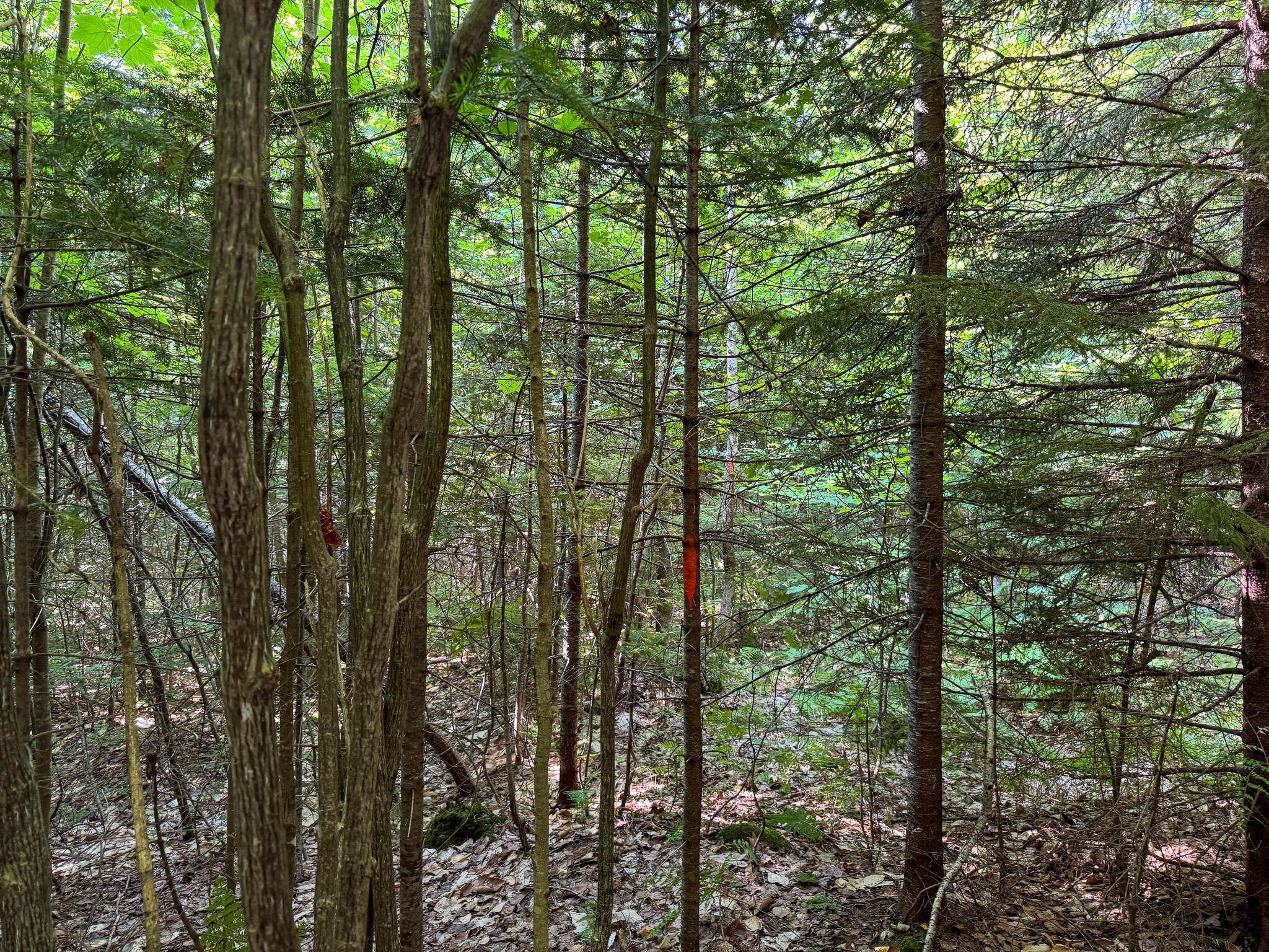 M8-l4 Mountain Road Mount Chase, ME 04765 - Photo 21 of 35 21