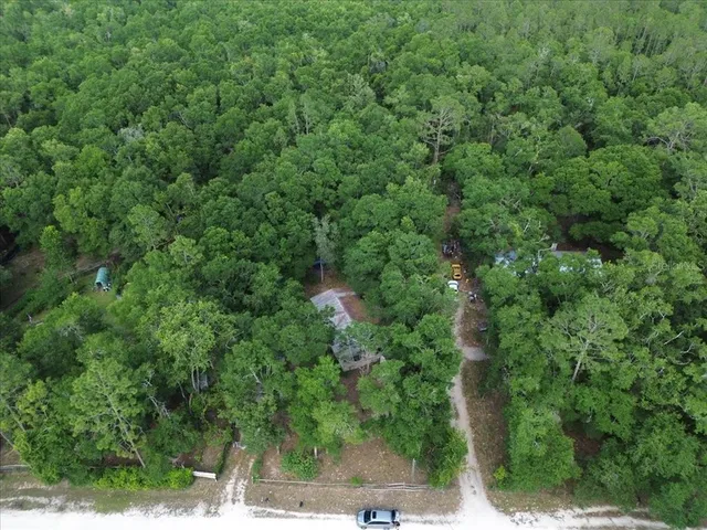a view of a forest with a tree