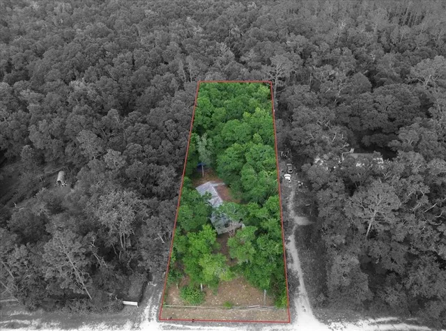 a plant with lots of trees in front of it