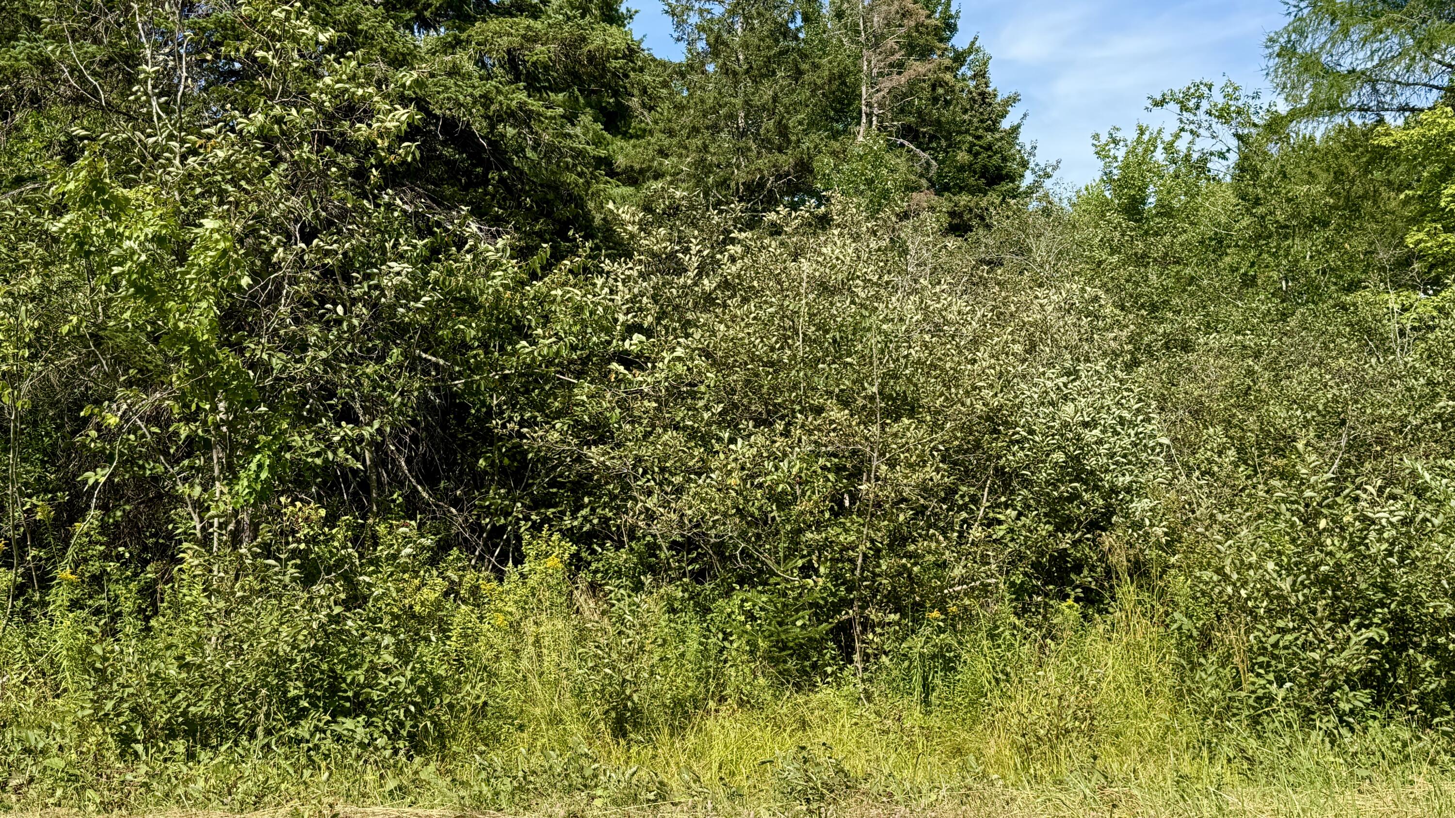 85 Palmer Landing Road East Machias, ME 04630 - Photo 1 of 2 IMG_6389