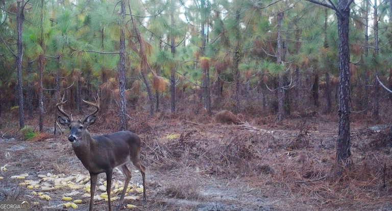 0 Neily Wagon Road McRae-Helena, GA 31055 - Photo 20 of 27 a view of a backyard