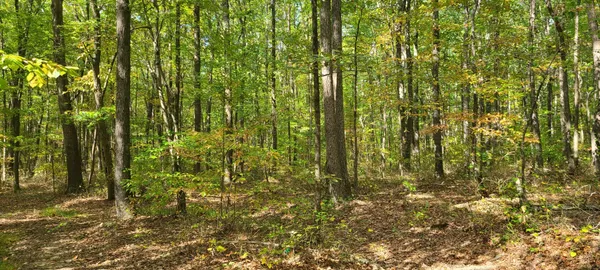a close up of a plant