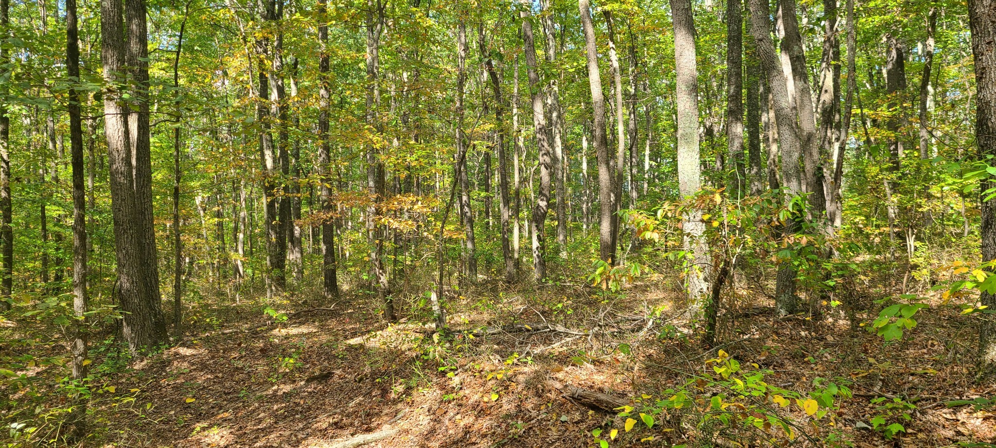 0 Rutledge Street Tracy City, TN 37387 - Photo 12 of 22