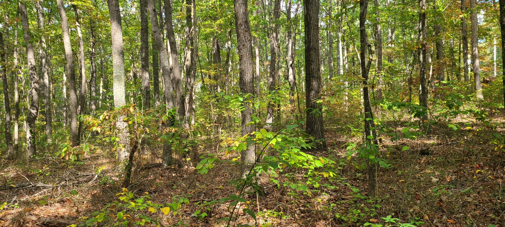 0 Rutledge Street Tracy City, TN 37387 - Photo 13 of 22 a close view of plant in middle of forest