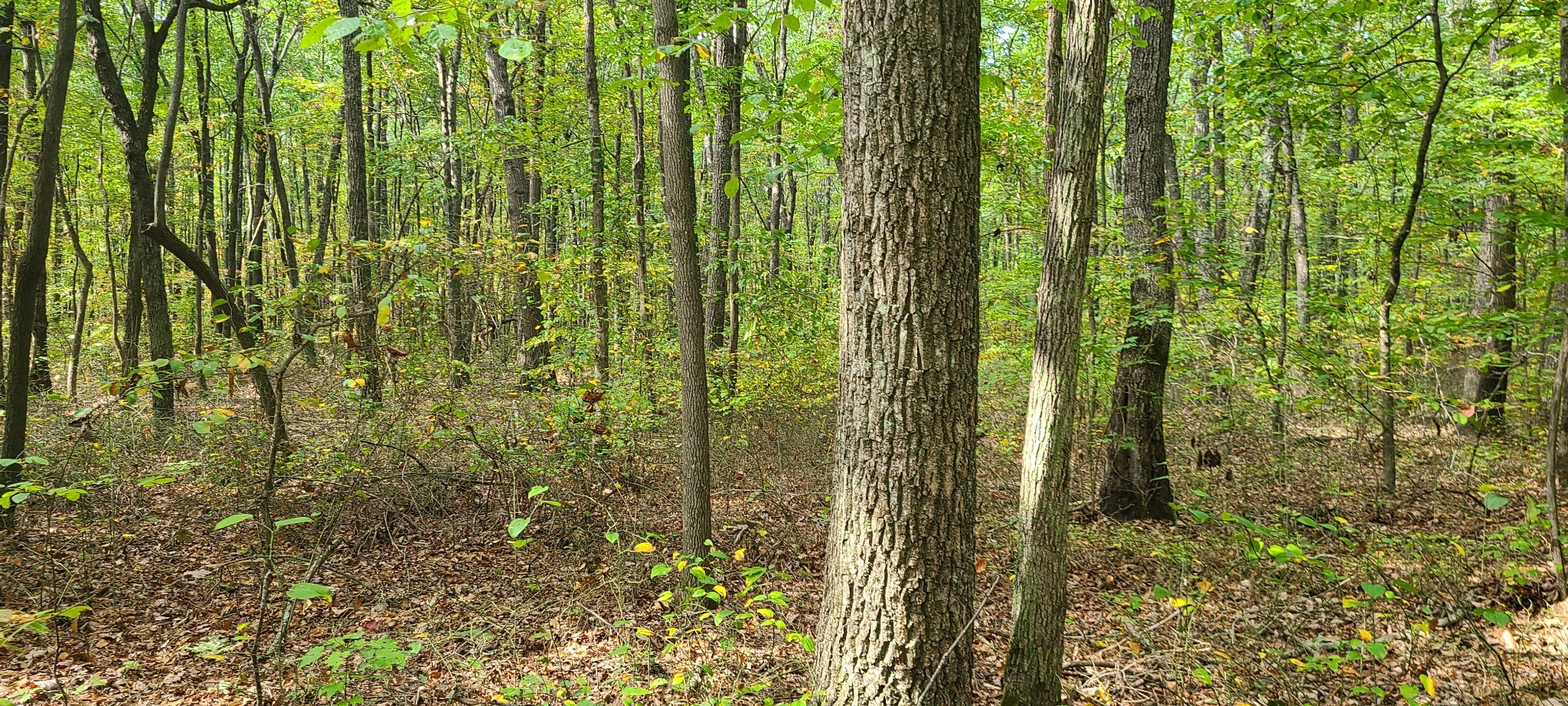 0 Rutledge Street Tracy City, TN 37387 - Photo 14 of 22