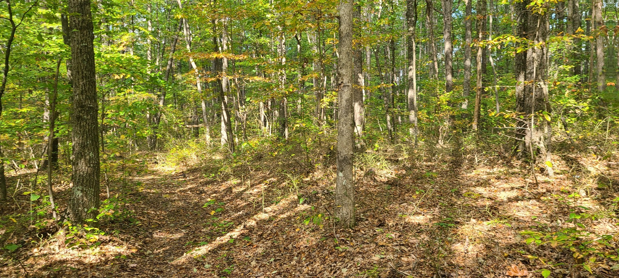 0 Rutledge Street Tracy City, TN 37387 - Photo 16 of 22 a close up of a plant