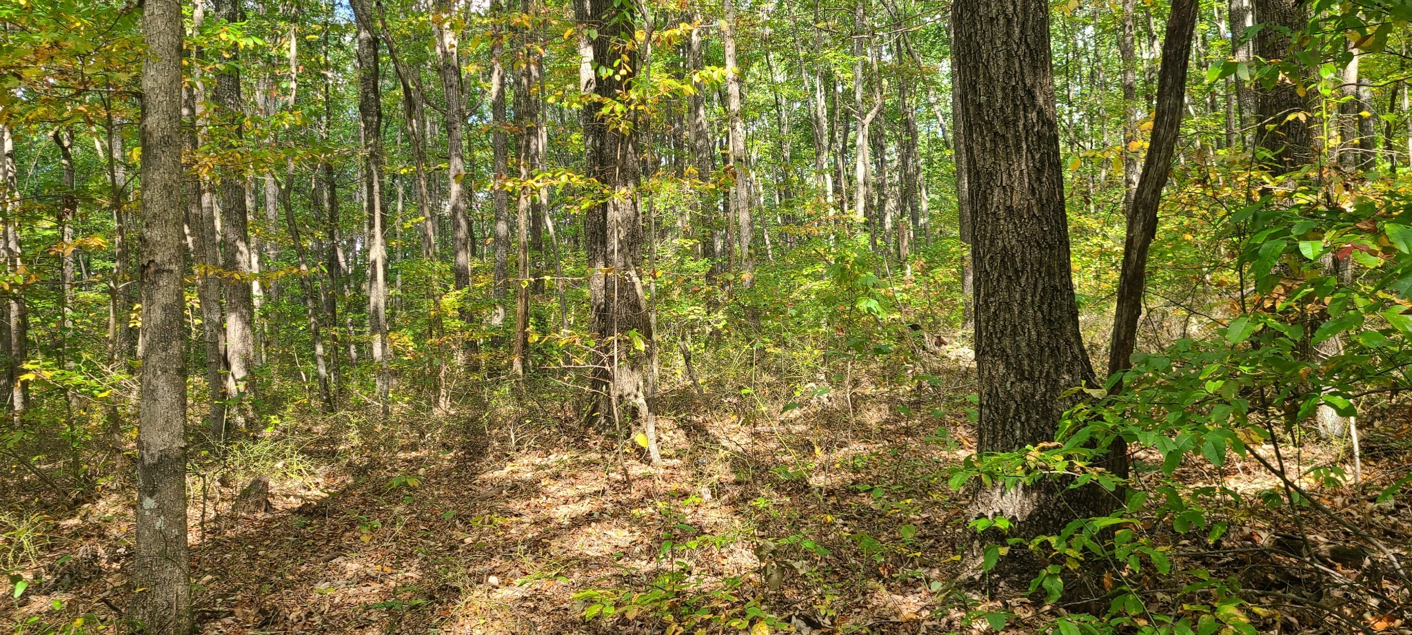 0 Rutledge Street Tracy City, TN 37387 - Photo 17 of 22 a close view of shower and a yard