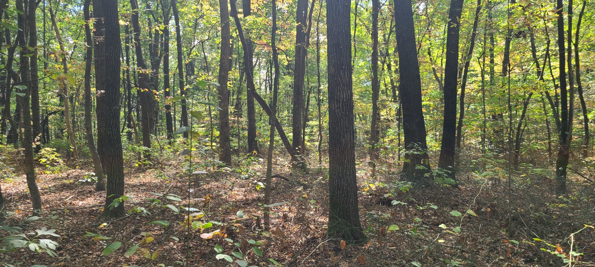 0 Rutledge Street Tracy City, TN 37387 - Photo 18 of 22 a closeup of a plant