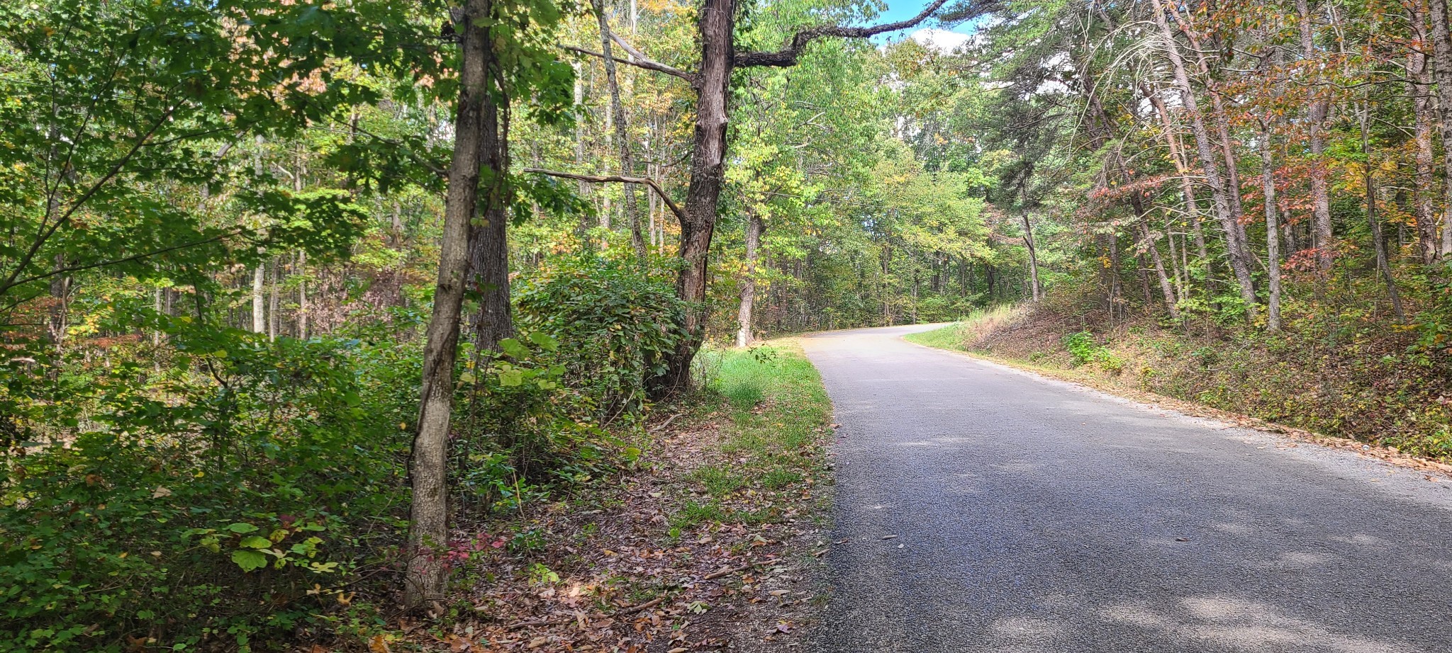 0 Rutledge Street Tracy City, TN 37387 - Photo 2 of 22 a view of a forest with trees