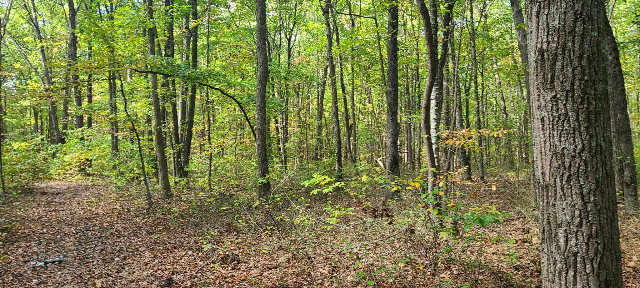 0 Rutledge Street Tracy City, TN 37387 - Photo 21 of 22 a view of a garden