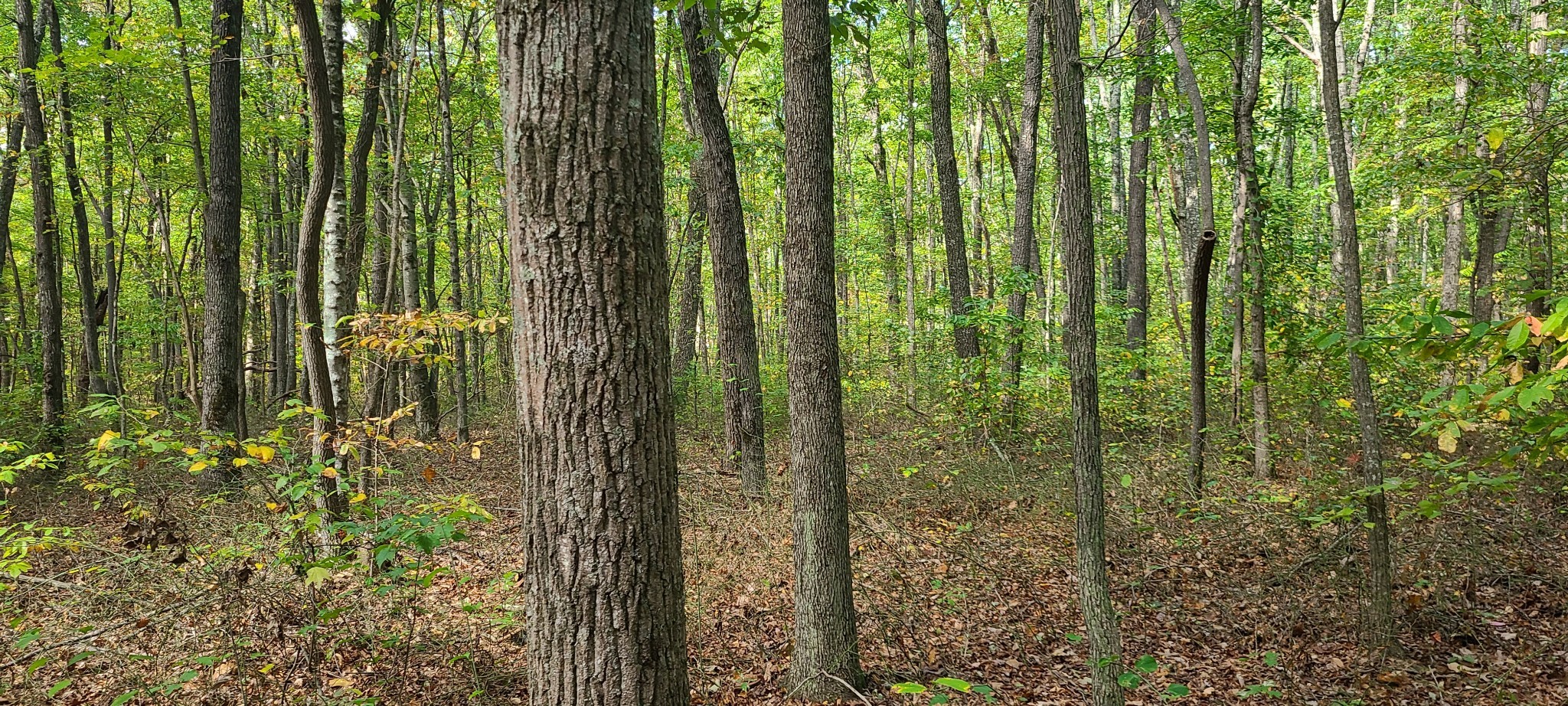 0 Rutledge Street Tracy City, TN 37387 - Photo 22 of 22