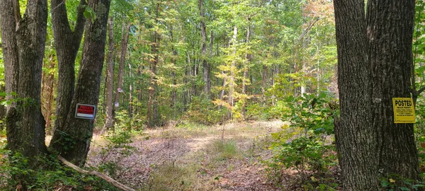 a view of forest