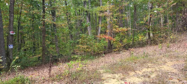 a view of a forest with trees in the background
