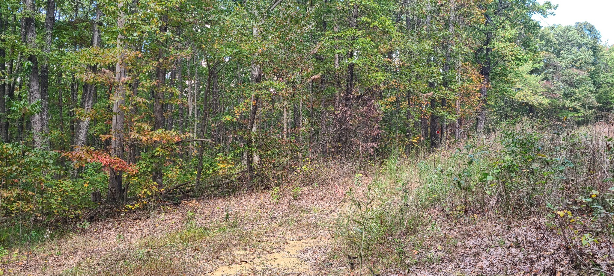 0 Rutledge Street Tracy City, TN 37387 - Photo 7 of 22 a view of a forest with trees in the background