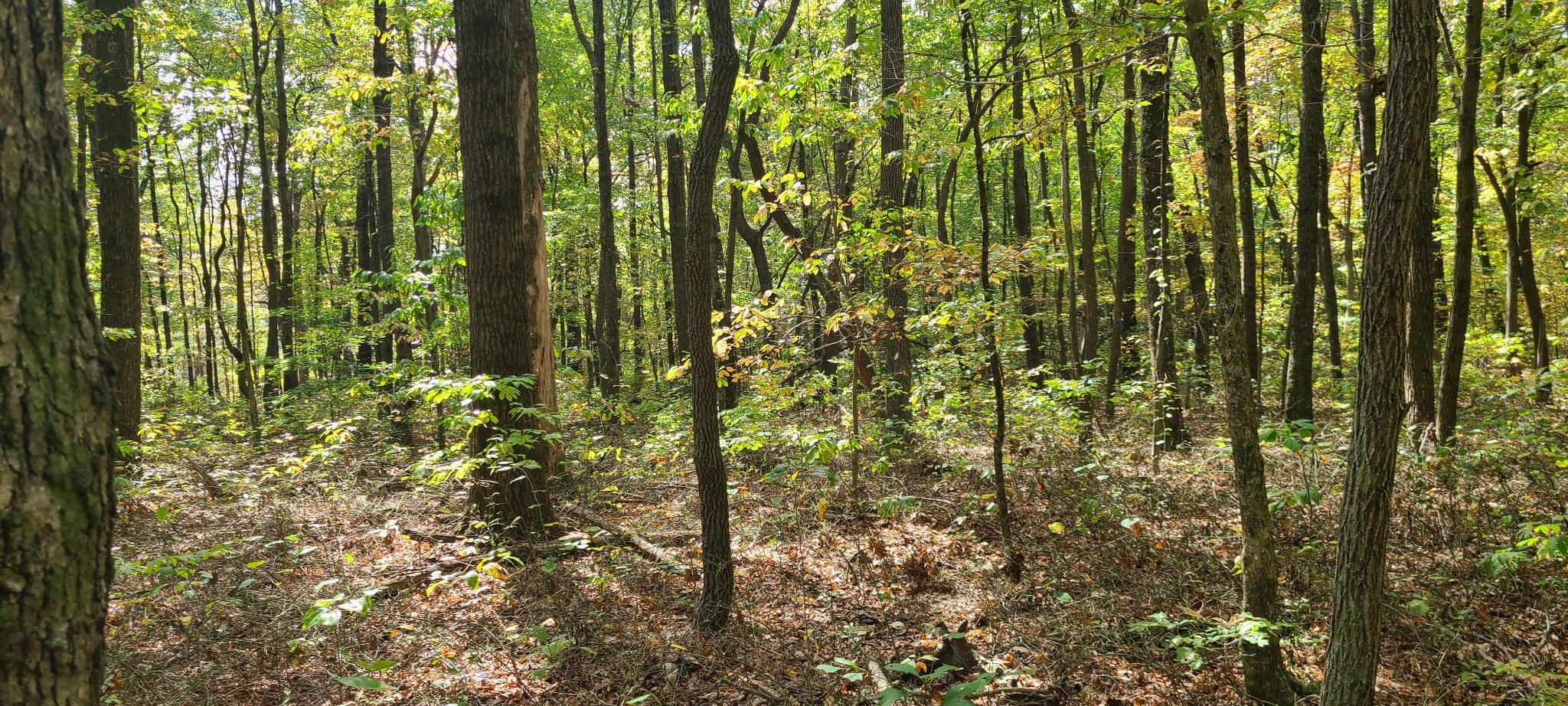 0 Rutledge Street Tracy City, TN 37387 - Photo 8 of 22