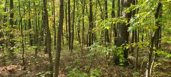 a close view of plant in middle of forest