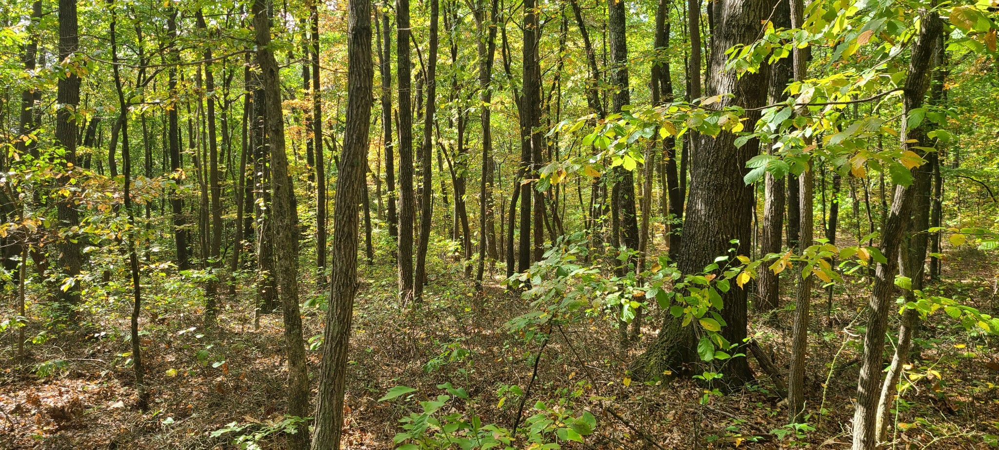 0 Rutledge Street Tracy City, TN 37387 - Photo 9 of 22 a close up of a plant