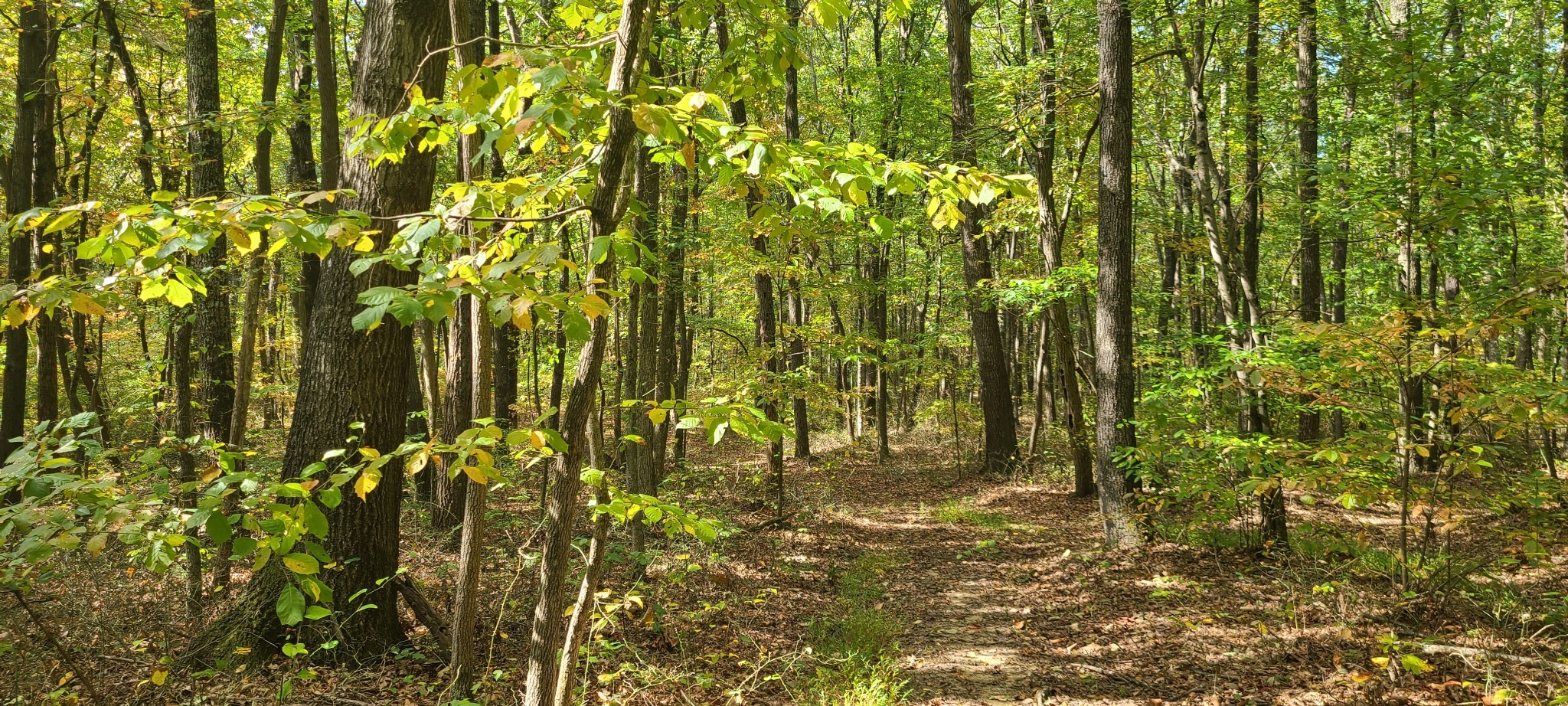 0 Rutledge Street Tracy City, TN 37387 - Photo 10 of 22 a view of garden