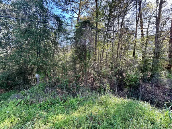 a view of a forest with lots of trees