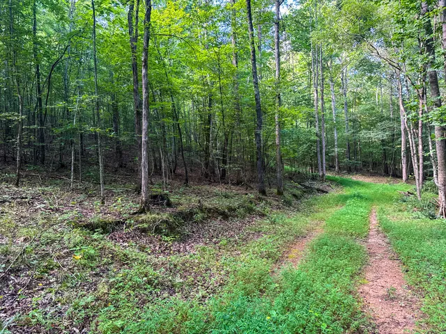 a view of a lush green forest