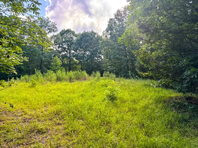 a view of a forest with trees