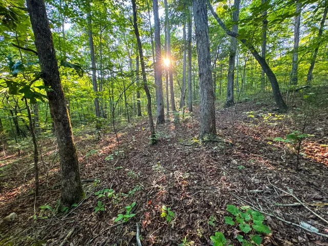 a view of a forest with lots of trees