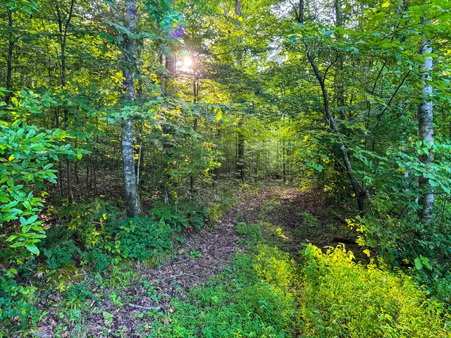 a backyard of a house with lots of green space and trees