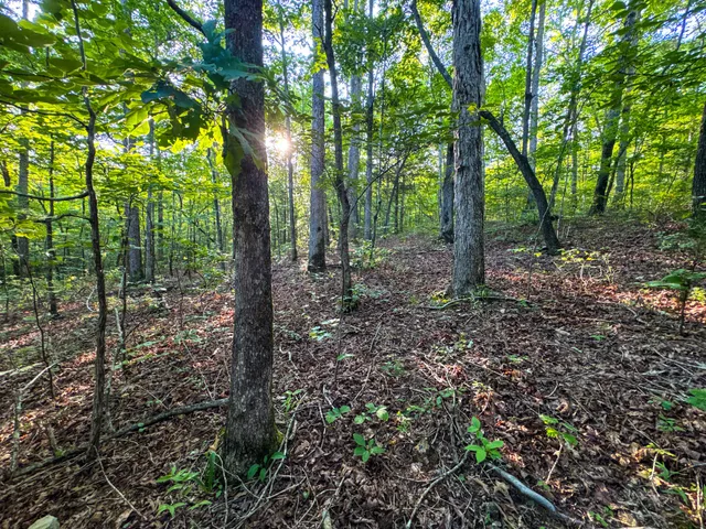 a view of a lush green forest