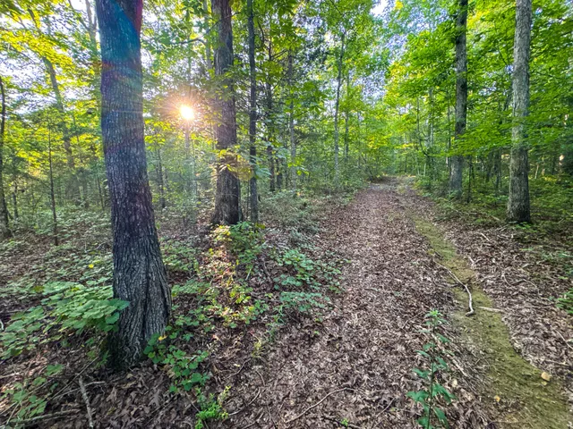a view of a garden with trees