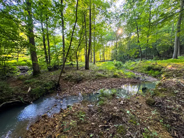 a view of a tree with a yard