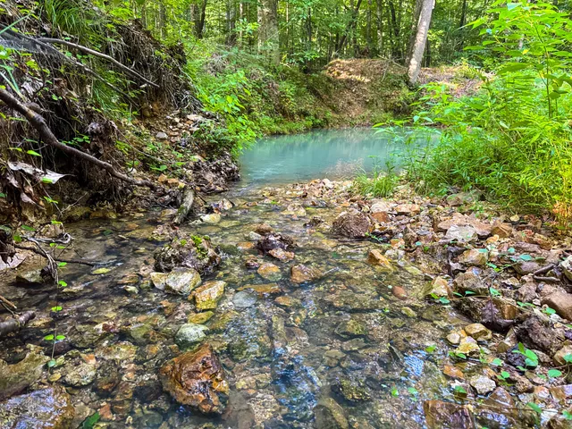a view of a lush green forest