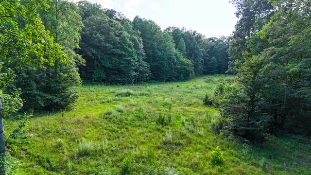 a view of a lush green forest