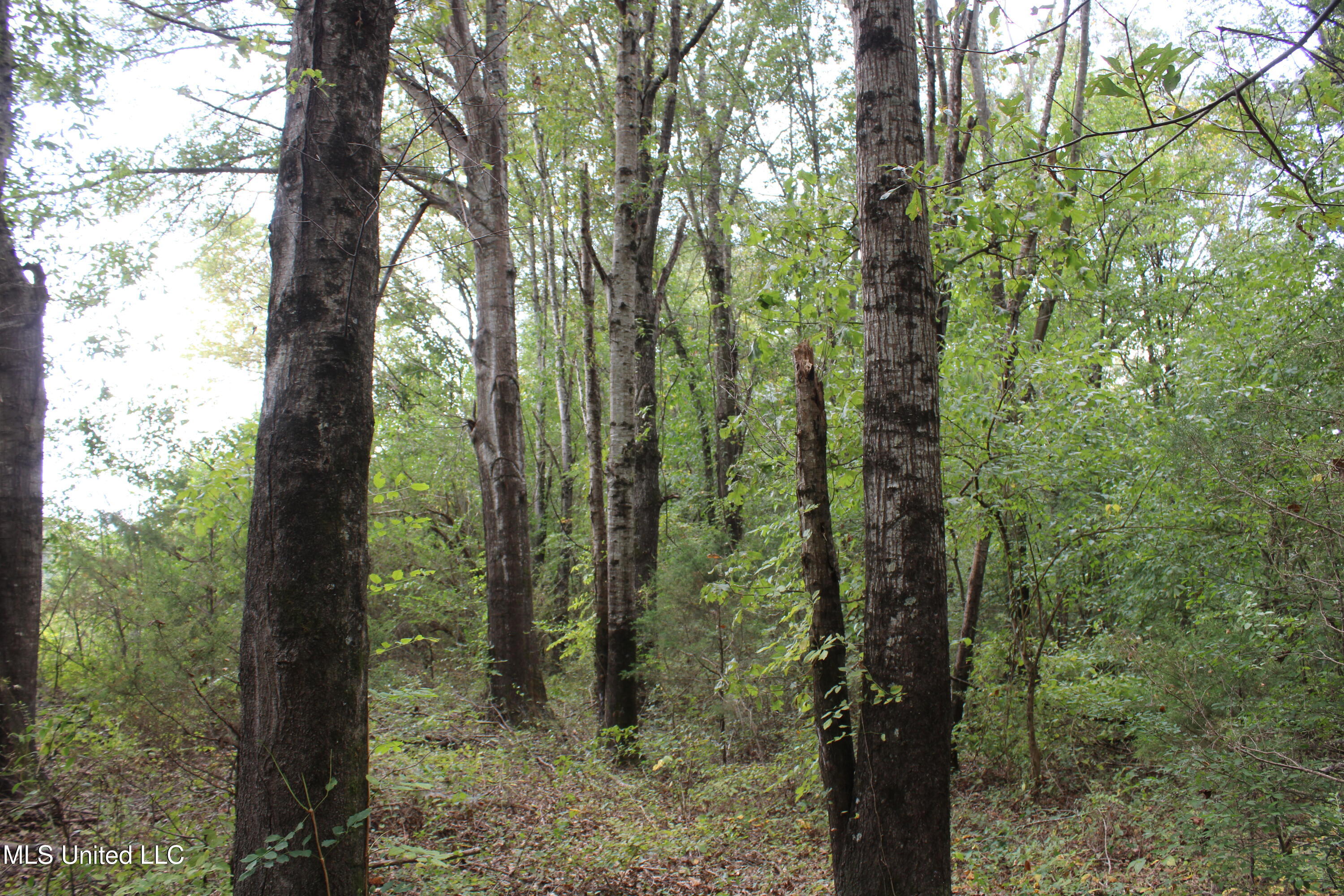 700 Spain Road Ecru, MS 38841 - Photo 22 of 25 IMG_6485