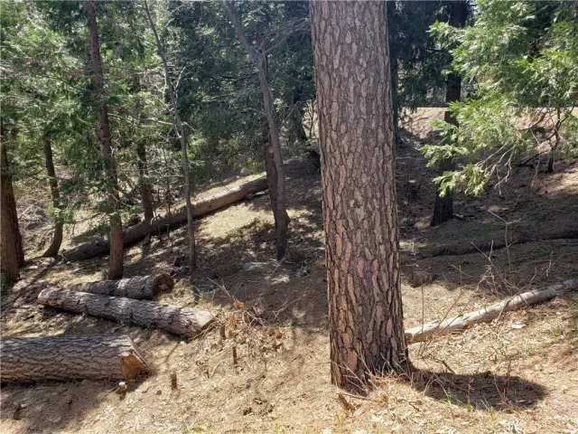 a view of a tree in a yard