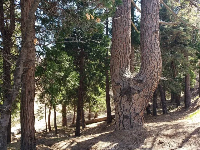 a view of outdoor space with lots of trees
