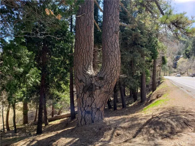 a view of a yard with plants and trees