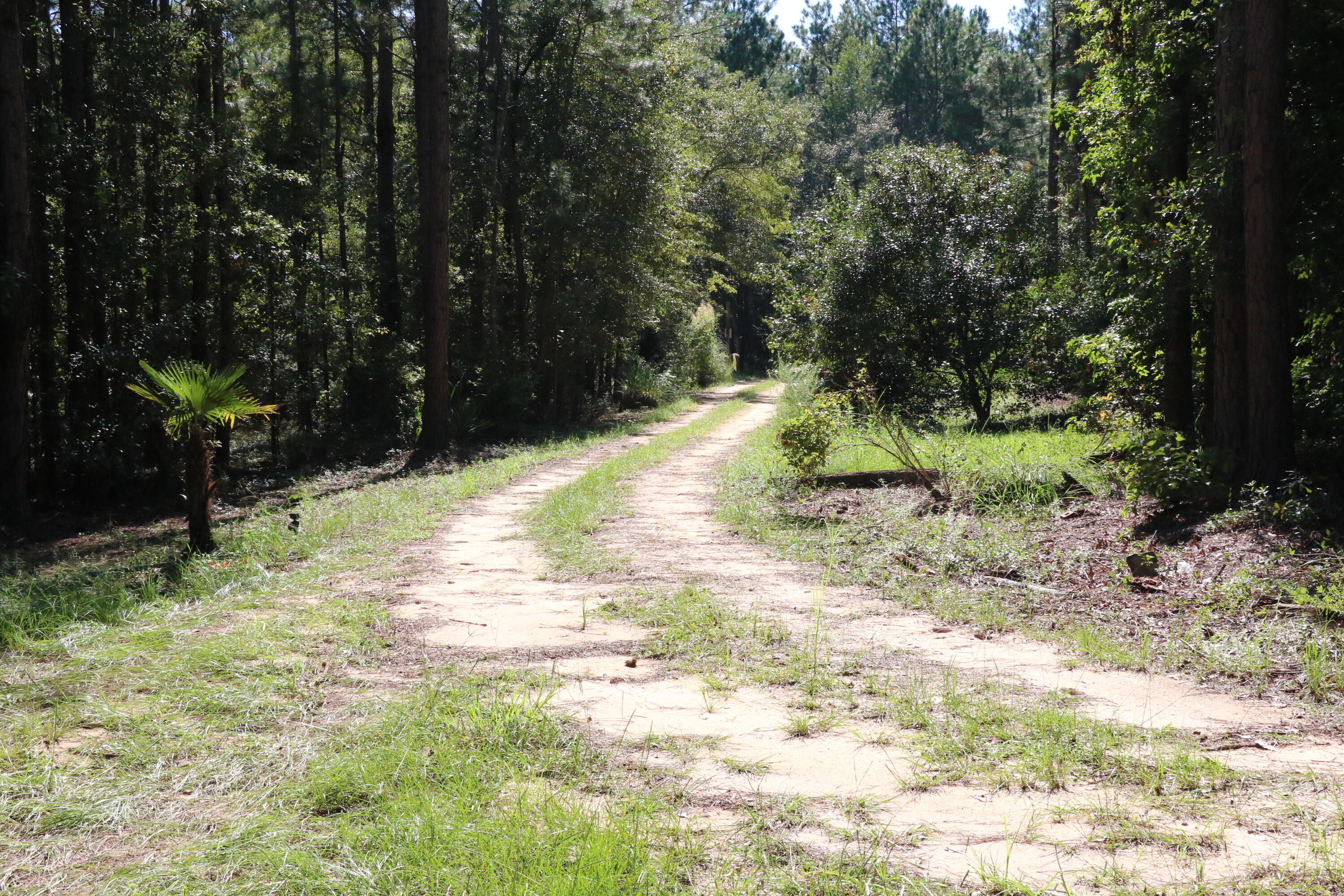 Tbd Bubba Gunter Road Wagener, SC 29164 - Photo 10 of 10